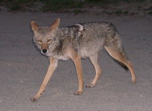 Coyote Hunting