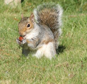 Small game hunting - a squirrel