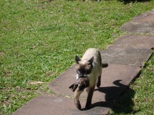 Cat with its catch after hunting